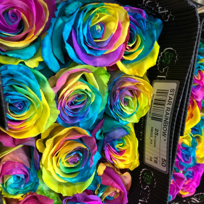 Роза Эквадор "Star Rainbow"