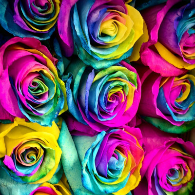 Роза Эквадор "Star Rainbow"